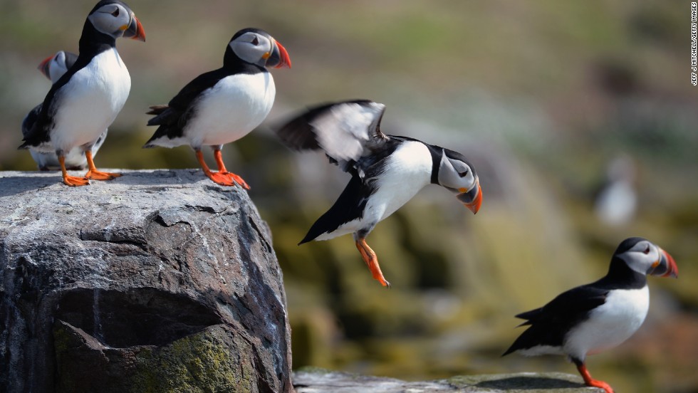 Puffins return to their summer breeding grounds on the Farne Islands in England. 