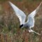 06 birds - tern 
