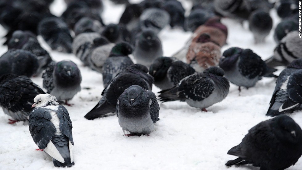 Pigeons huddle in the snow at St James&#39; Park in central London.