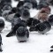 07 birds - pigeons