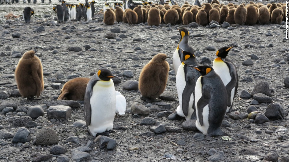 Penguins on Possession Island in the Crozet archipelago, part of the French Southern and Antarctic Lands.  