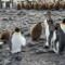 08 birds - penguins