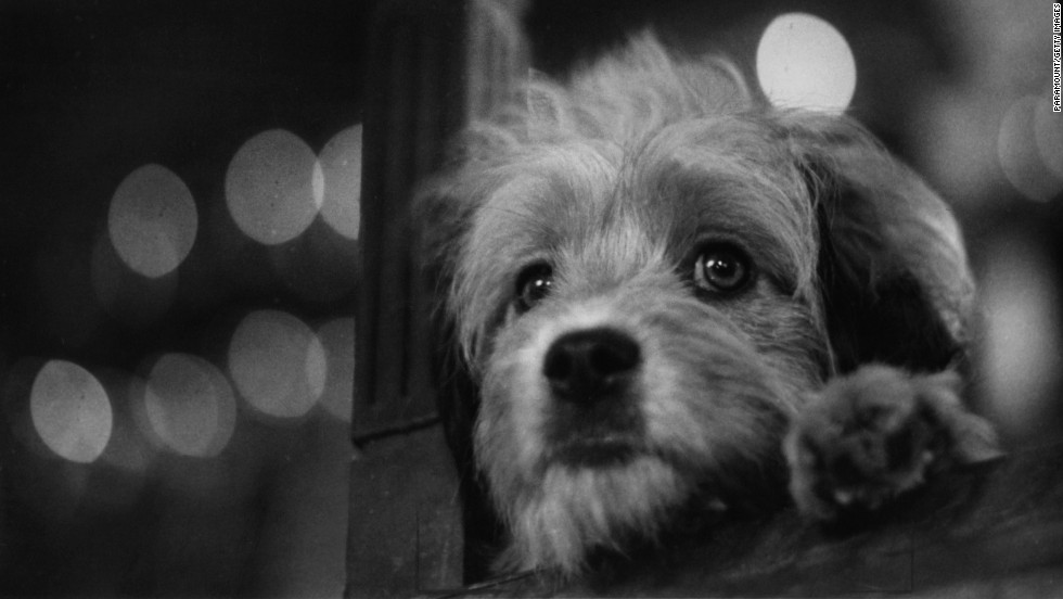 &quot;Benji,&quot; about a goodhearted stray dog who saves the lives of two children, was a sleeper hit. It was among the top 10 box-office successes of 1974 and spawned a number of sequels.