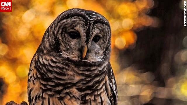 If you & # 39; re hoping to hear a hooting owl, keep your eye out for the barred owl. 