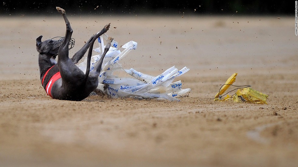 A dog named Mondriaan vom Badenermoor stumbles during a race in Gelsenkirchen, Germany, on Sunday, June 8.