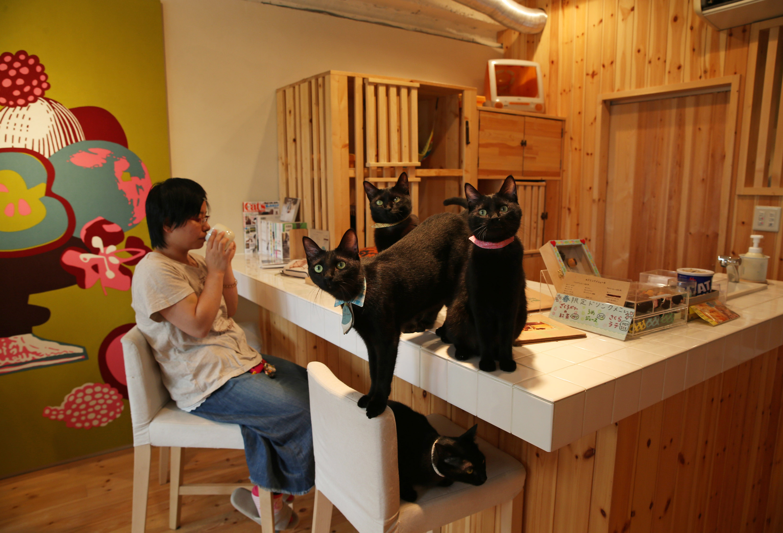 Включи коте ресторан. Кошачьи кафе в Японии. Япония кафе кошачье кафе. Котокафе в Токио. Кошачье кафе - "Cat Cafe" в Японии.