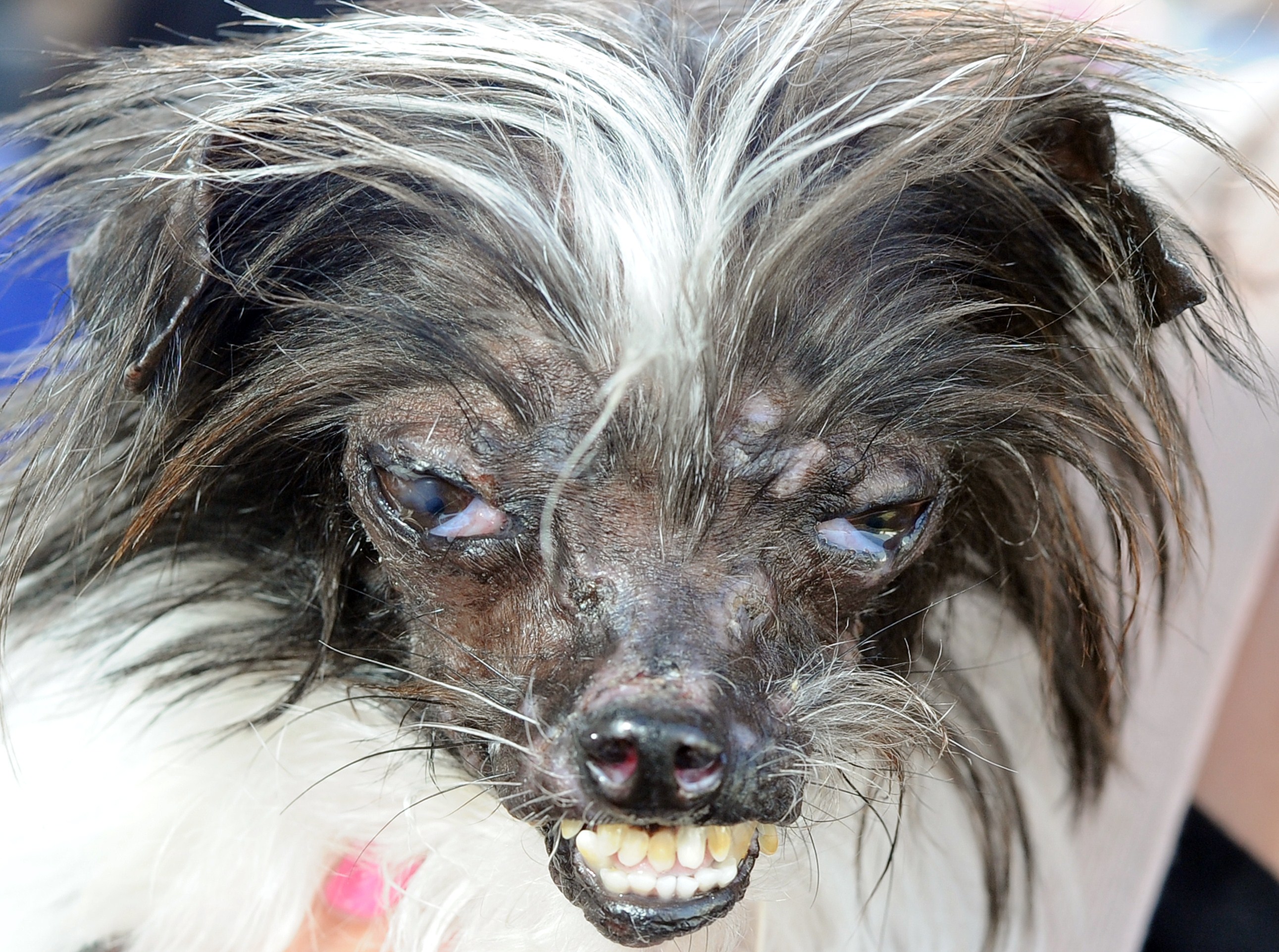 Meet Peanut The World S Ugliest Dog Cnn Video