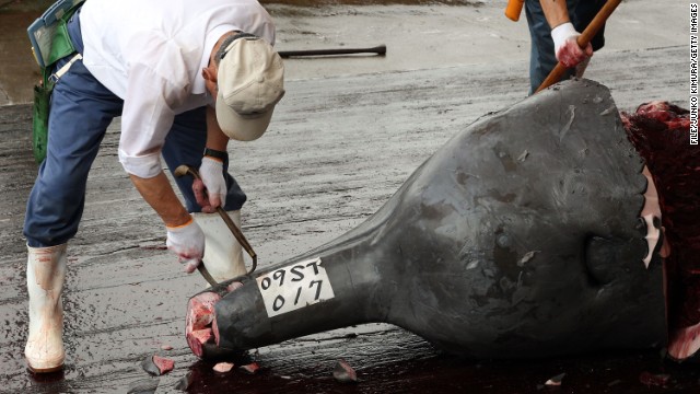 Japan begins whaling season with meat feast for school children