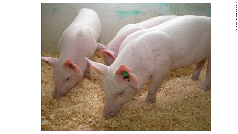 Enviropig, or &#39;Frankenswine&#39;, was modified for better digestion at the University of Guelph, Canada