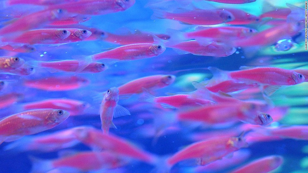 Transgenic neon fish, a novelty pet on offer in Taiwan