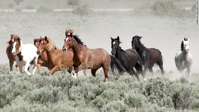 Nonprofits suing to stop & # 39;  inhumane & # 39;  A government project to sterilize 100 wild horses