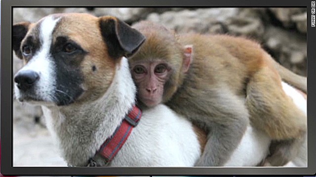 Animals prove that we can all be friends - CNN Video