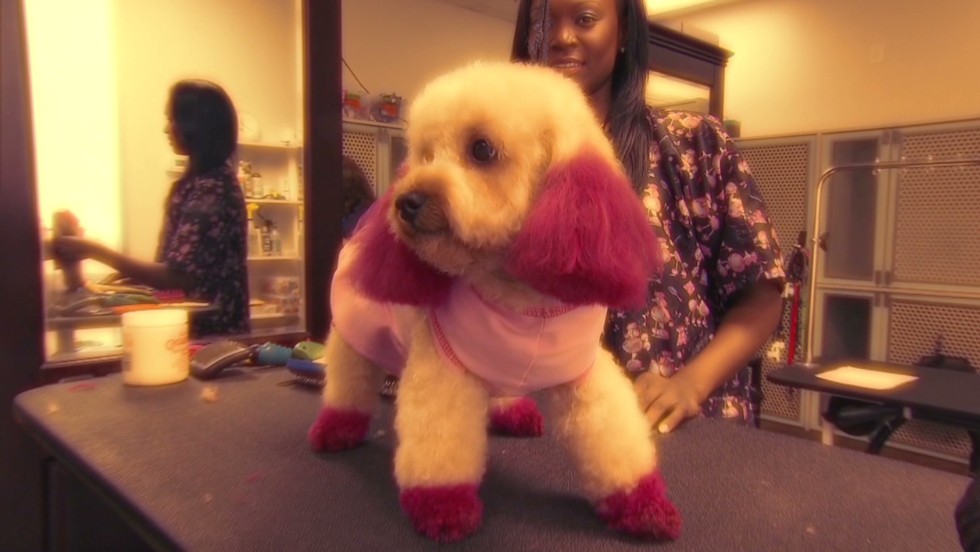 glamour paws poodles