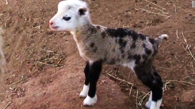 See adorable, rare sheep-goat hybrid - CNN Video