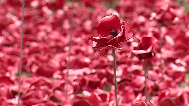 Poppies commemorate WWI British soldiers