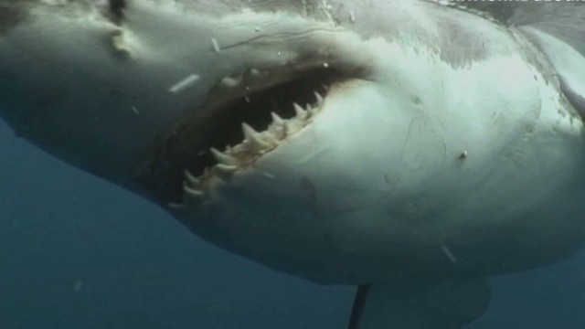 Shark sees a camera and then ...