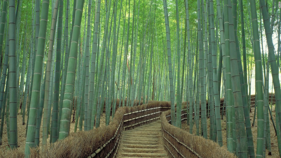 Kyoto's Sagano Bamboo Forest, one of the world's prettiest groves | CNN ...