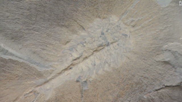 500-000-000-year-old-fossils-discovered-cnn-video