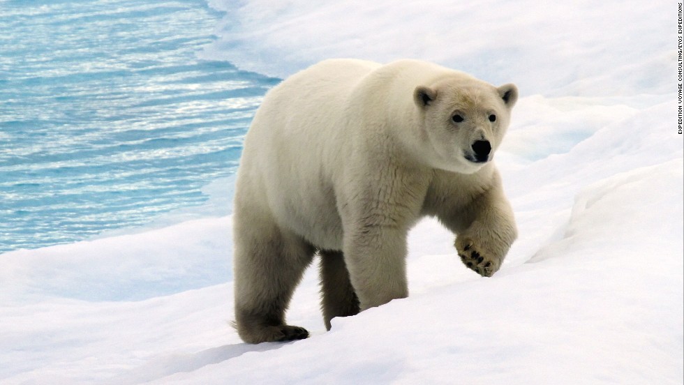 Polar bear: Photo: Expedition Voyage Consulting/EYOS Expeditions