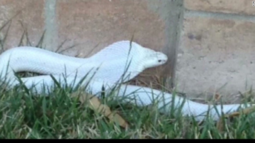 albino cobra