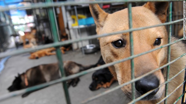 A rescued dog waits to be adopted in Hong Kong.