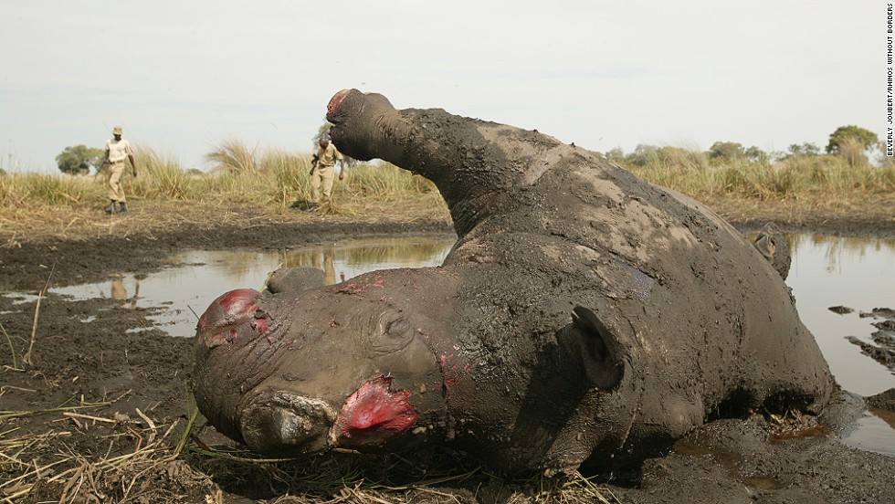 Rhinos are targeted by poachers, fueled by the belief in Asia that their horns cure various ailments.