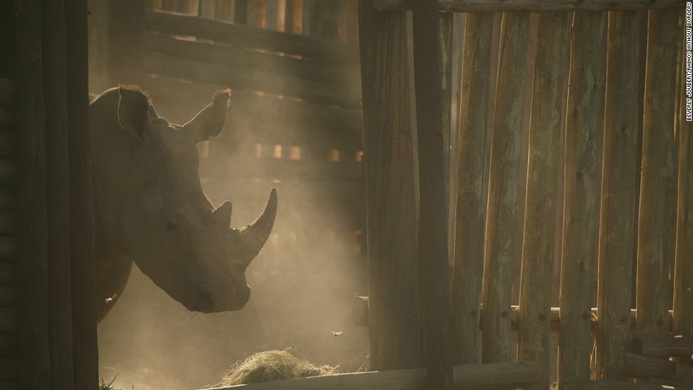 There are only 5,000 black rhinos left on the continent (a 96% reduction since 1970). The white rhino story is a happier tale. Rescued from the brink of extinction, the species now numbers 20,000 -- though conservationists worry they too are in danger, as rhino horn continues to sell for a hefty sum on the black market.