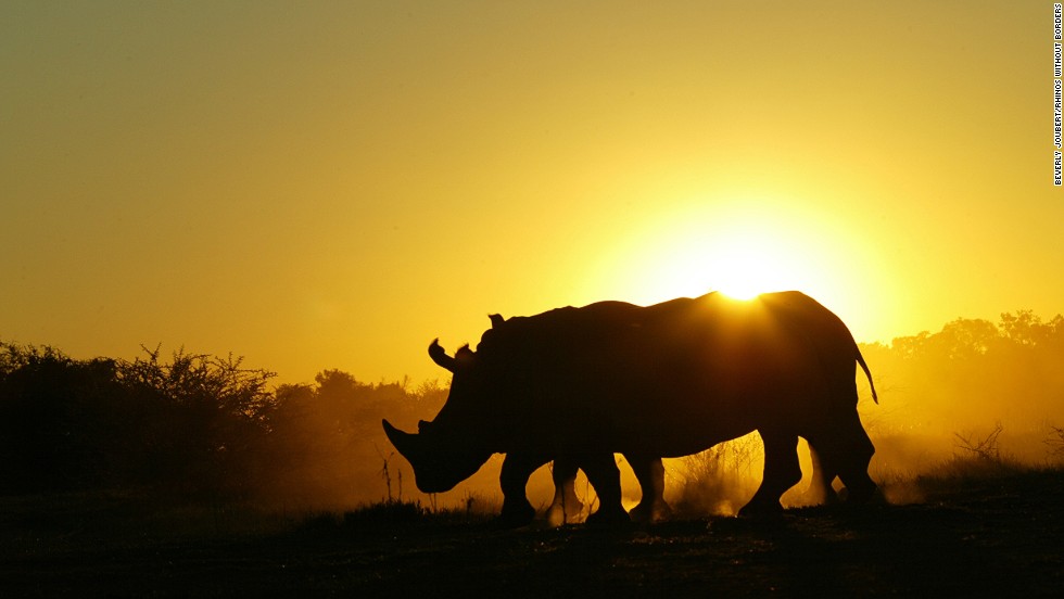 South Africa has the highest concentration of black and white rhinos in Africa. They also have the highest rate of poaching. 