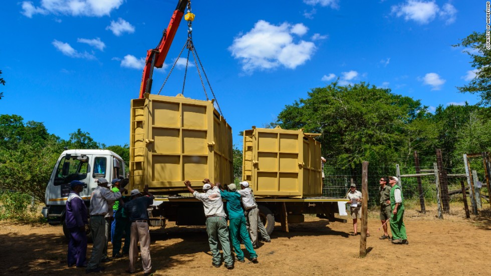 Rhino candidates are sedated and their blood samples studied to make sure they&#39;re strong enough to make the trip. The rhinos then recover during a six-week quarantine before they&#39;re moved by plane to a secret location in Botswana. 