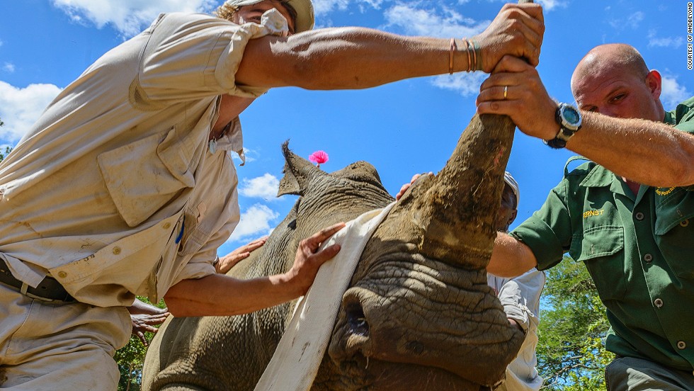 Rhinos Without Borders has partnered with tourism venture andBeyond (pictured), who moved rhinos from one of their private reserves to Botswana in 2011. It costs roughly $45,000 to move a single rhino.