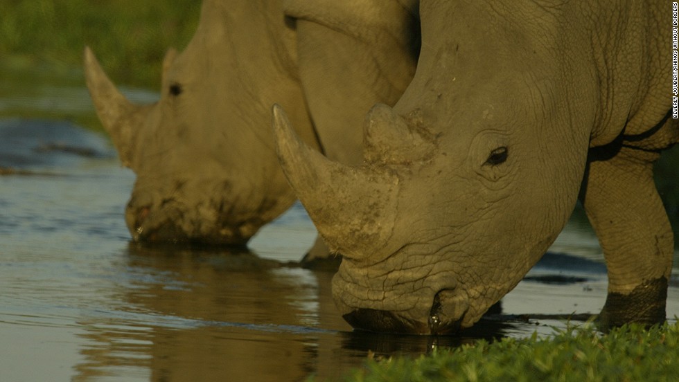 Because rhinos&#39; first instinct is to seek out other herds, and Botswana has a low rhino density, synthesized rhino dung is used to help the relocated animals establish their territory. 