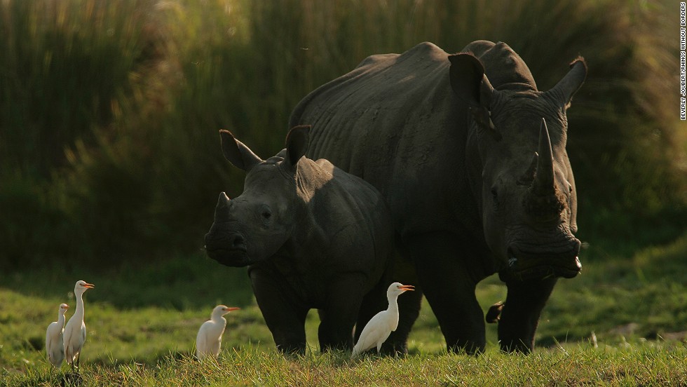 One of the reason&#39;s Botswana&#39;s poaching level is so low is its zero tolerance for poachers. Anti-poaching is handled by the Botswana Defense Force, who have a &quot;shoot to kill&quot; policy, meaning if a poacher doesn&#39;t immediately put down his weapon, the military can treat him like a threat. 