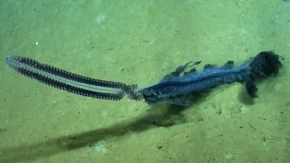 Rare Deep Sea Creature Caught On Video Cnn Video