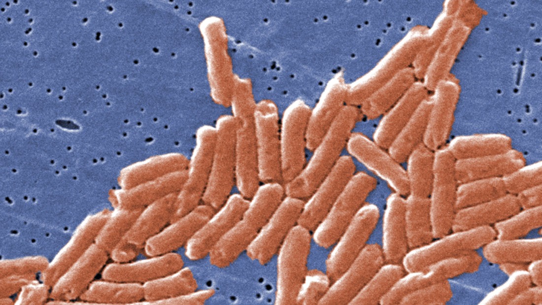 Salmonella Fast Facts