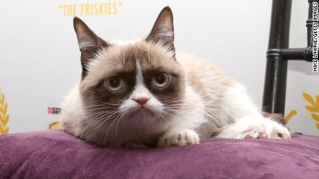 Grumpy Cat may be gone, but our obsession with internet cats will never die