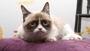 Grumpy Cat Found Quick Success. Other Celebrity Pets Might Have It Harder |  Cnn Business