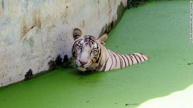 A white tiger rests in a pond at the Zoological Park in New Delhi in 2009. 