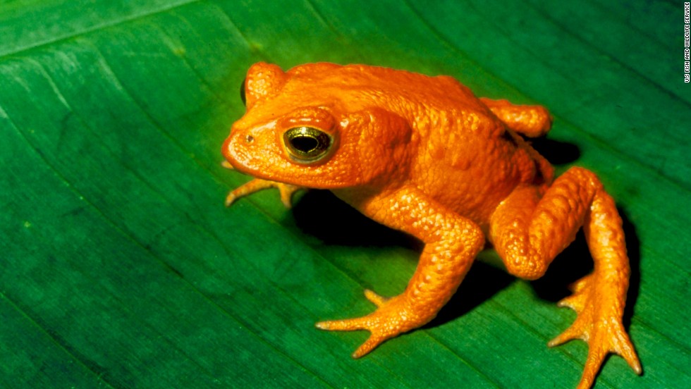 Polar bears may be the poster child for climate change&#39;s effect on animals. But scientists say climate change is wreaking havoc on many other species -- including birds and reptiles -- that are sensitive to fluctuations in temperatures. One, this golden toad of Costa Rica and other Central American countries, has already gone extinct.