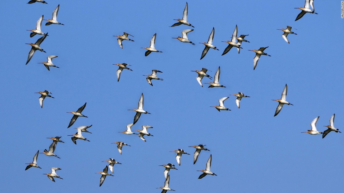 It&#39;s not your imagination: Some animals -- mostly birds -- are migrating earlier and earlier every year because of warming global temperatures. Scholars from the University of East Anglia found that Icelandic black-tailed godwits have advanced their migration by two weeks over the past two decades. Researchers also have found that many species are migrating to higher elevations as temperatures climb.