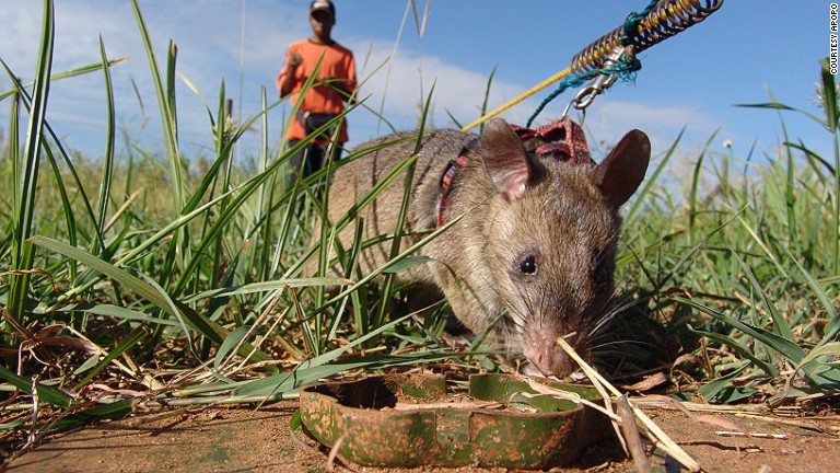 Hero rats sniff out landmines and TB - CNN