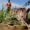 Apopo land mine rat