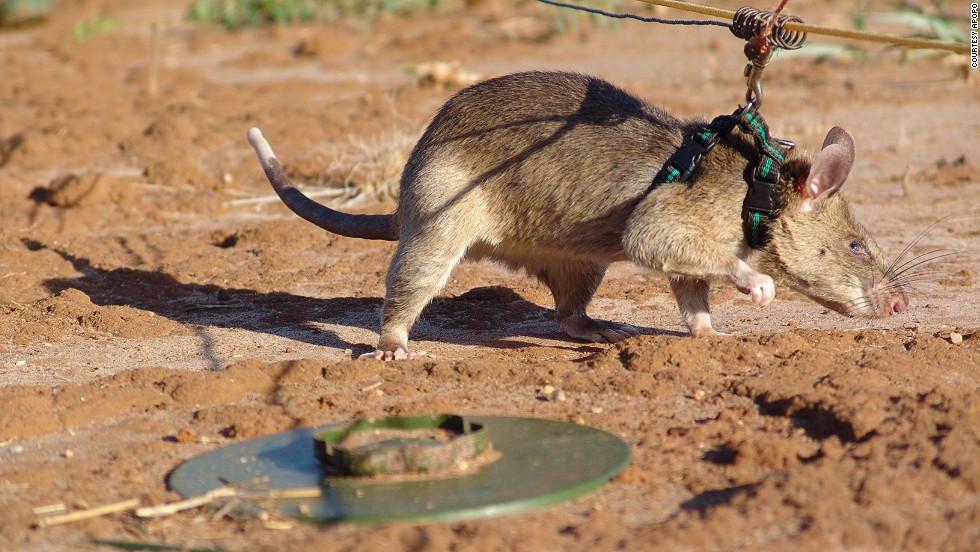 In the final stage of training, mine-detection rats demonstrate their abilities at a training field at Morgoro, Tanzania -- the second largest in the world. It has over 1,500 mines, over 14 types are used during different training stages.