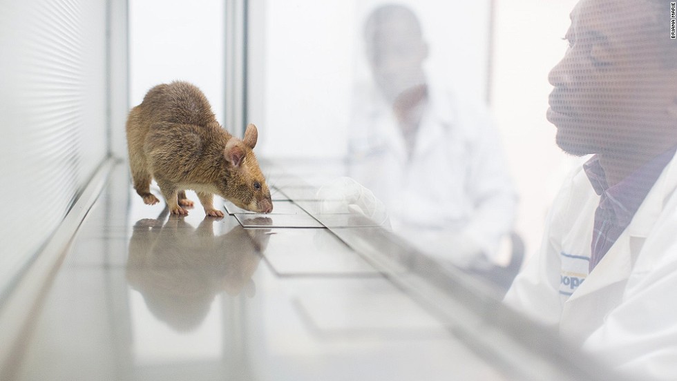 Apopo also trains rats to sniff out TB. Currently, the NGO&#39;s rodents are screening TB samples in Dar es Salaam, Tanzania and Maputo, Mozambique.