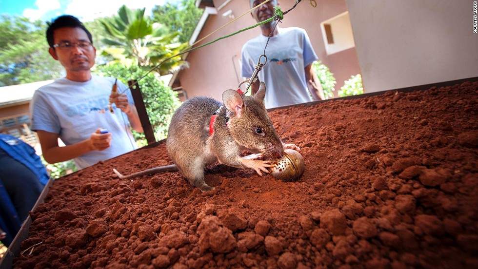 Mine-detection rats are then trained in a sandbox, where they are charged with sniffing out TNT-stuffed tea balls.