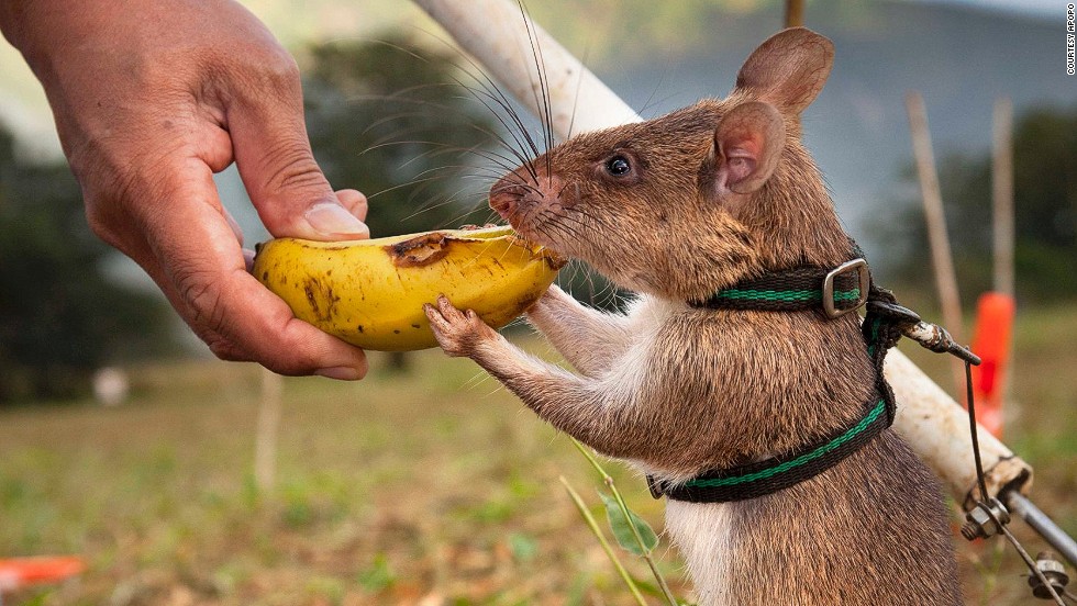 The rats are then conditioned with clicker training, so that they associate the sound of a click with a reward (usually peanuts or bananas). They are then introduced to a target scent (TNT or positive TB samples). 