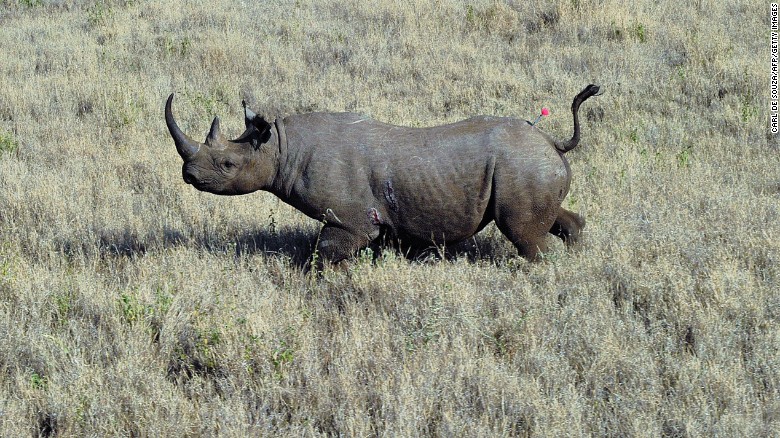 Poachers and hunters are responsible for the early decline of black rhino population. The world's animal population has halved in 40 years as humans put unsustainable demands on Earth, according to <a href="http://www.cnn.com/2014/09/30/business/wild-life-decline-wwf/index.html">a 2014 report from the World Wide Fund for Nature</a>.