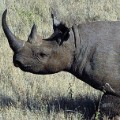 WWF Black rhino