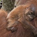 WWF orangutan