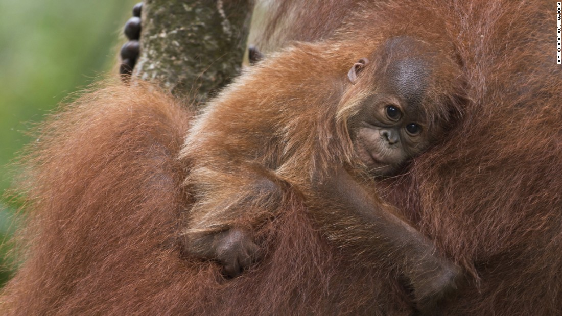 Sumatran orangutans are losing their natural habitats to mining, palm oil and paper plantations. 