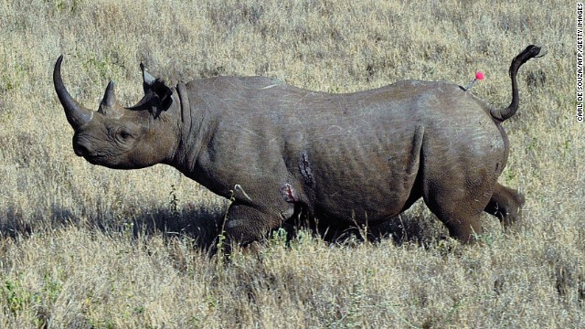 A wild male black rhino named Sambu is pictured after it was darted from a helicopter in Lewa conservancy on August 28, 2013. 11 of Lewa&#39;s total 73 endangered black rhinos are being translocated to neighbouring Borana conservancy to afford them more space. Borana currently has no rhino population and is hoping to help increase their numbers. The horn of each rhino is cut and a tracking device is fitted to monitor its movements and to help combat poaching. Lewa has suffered severe poaching in the past. Illegally poached rhino horn is sold for large sums as an ingredient in some traditional Chinese medicine. AFP PHOTO/Carl de Souza (Photo credit should read CARL DE SOUZA/AFP/Getty Images)